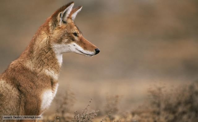 Ethiopian wolf BBC Nature Ethiopian wolf videos news and facts