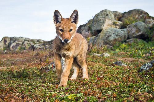 Ethiopian wolf Ethiopian Wolf Project Documenting the Struggle for Survival of