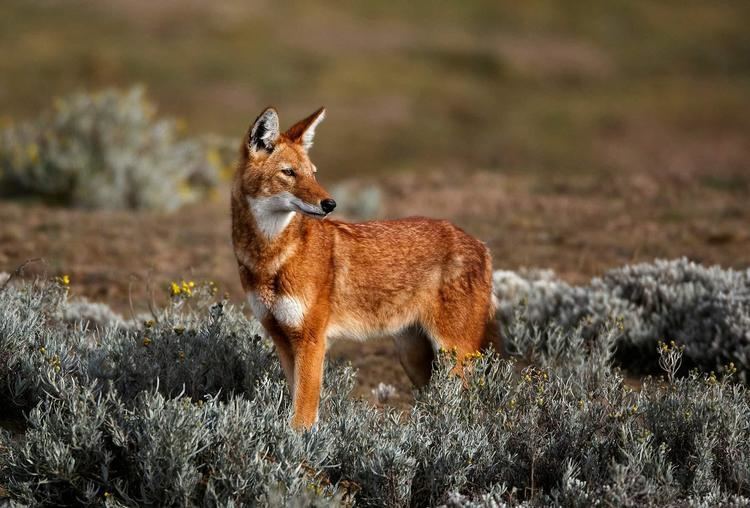 Ethiopian wolf 1000 images about Ethiopian Wolf on Pinterest Facts Wolves and