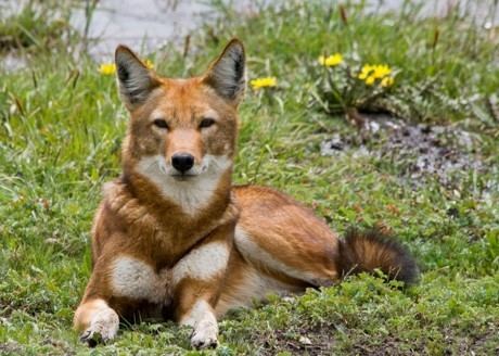 Ethiopian wolf Ethiopian Wolf