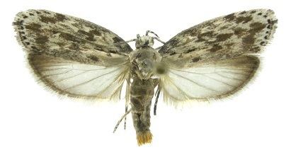Ethmia duckworthi