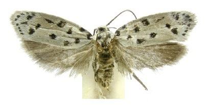 Ethmia linda