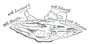 Ethmoidal process of inferior nasal concha
