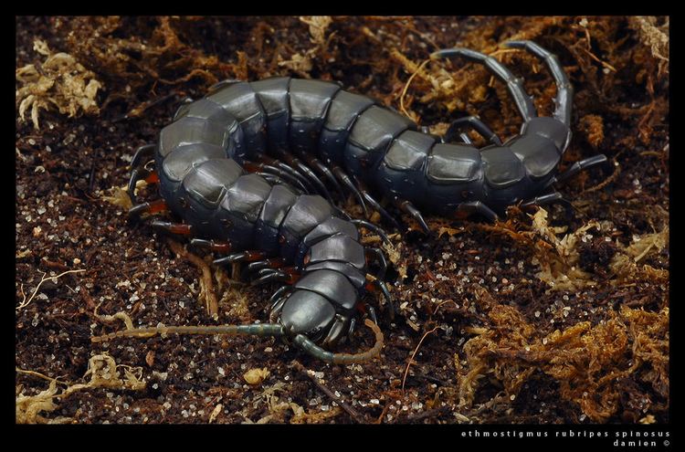 Ethmostigmus rubripes Ethmostigmus rubripes spinosus Lat3ralus Flickr