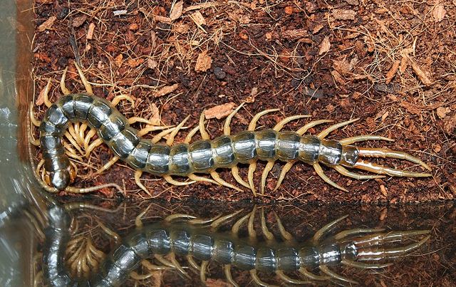 Ethmostigmus rubripes Ethmostigmus rubripes Green form Australia lier Louis Flickr