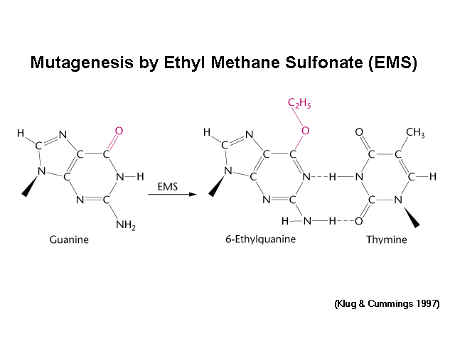 Ethyl methanesulfonate EMS Mutagenesis