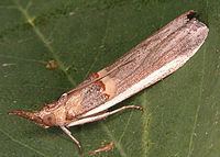 Etiella zinckenella httpsuploadwikimediaorgwikipediacommonsthu