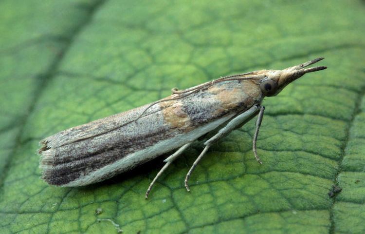 Etiella zinckenella Hants Moths 62020 Etiella zinckenella