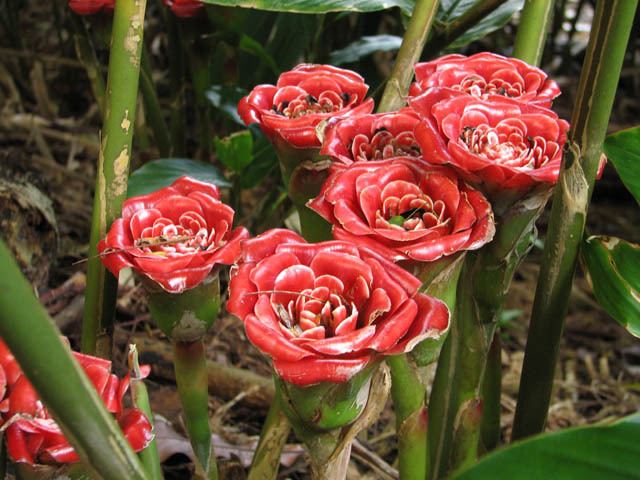 Etlingera Pacific Bulb Society Etlingera