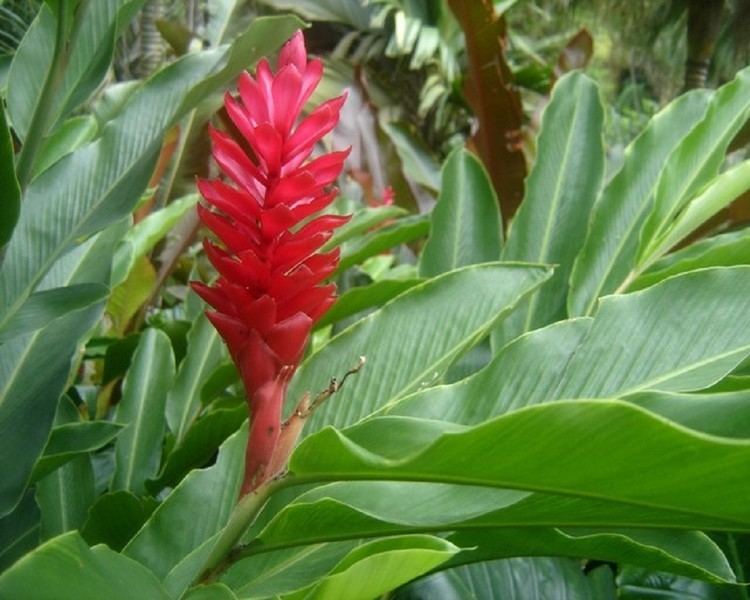 Etlingera Etlingera Elatior Red Seeds