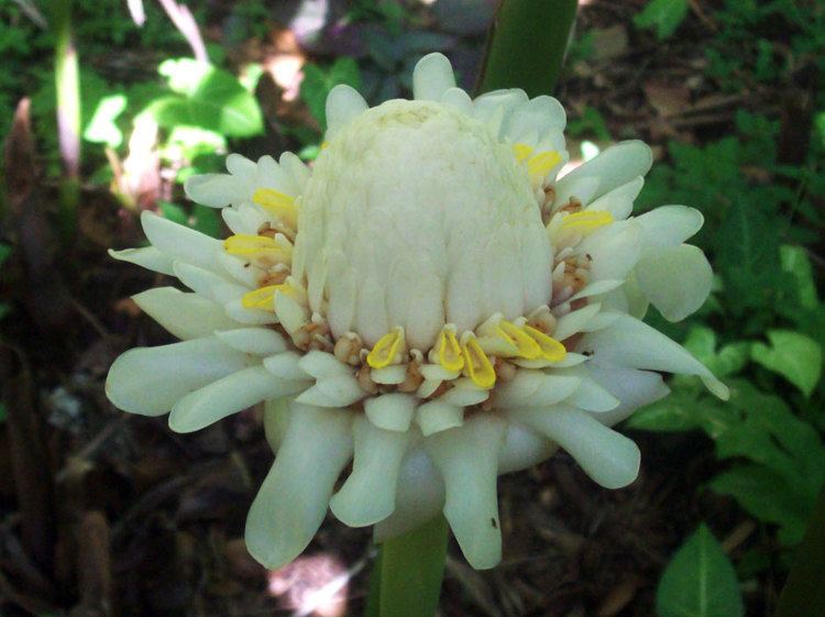 Etlingera Etlingera elatior White of the Zingiberaceae family