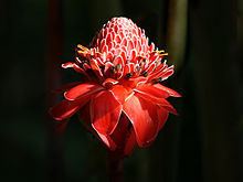 Etlingera httpsuploadwikimediaorgwikipediacommonsthu