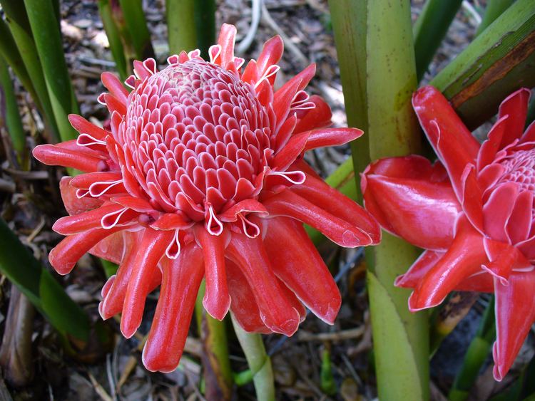 Etlingera elatior FileEtlingera elatior Scott Zona 001jpg Wikimedia Commons