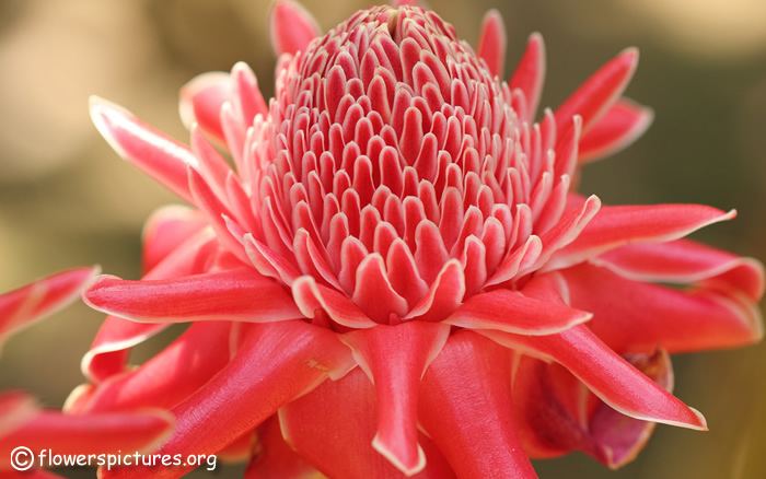 Etlingera Etlingera elatior pictures Torch ginger pictures