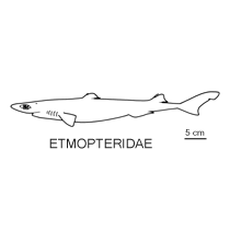 Etmopteridae fishesofaustralianetauimagesfamilyetmopterida