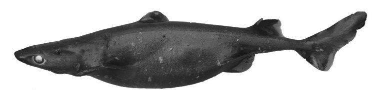 Etmopterus Etmopterus granulosus SharkReferences