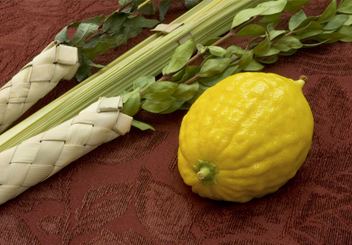 Etrog Lulav and Etrog The Four Species My Jewish Learning
