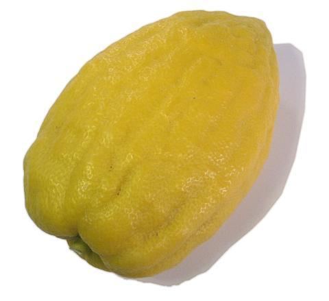 Etrog The Produce Guide Etrog Citron