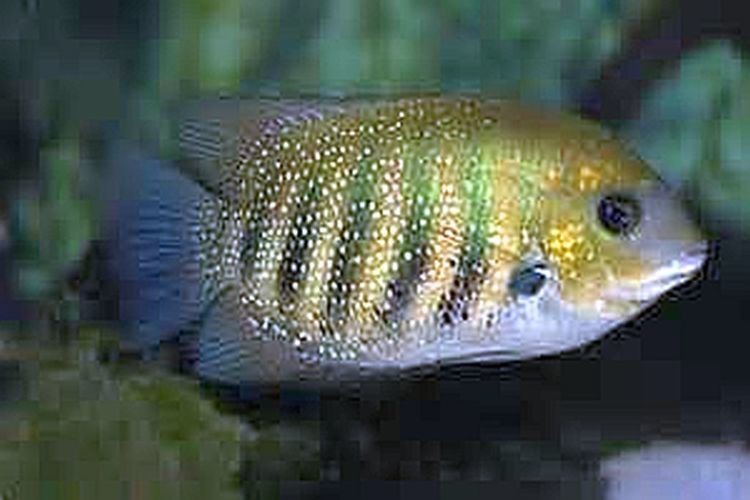 Etroplus Etroplus Suratensis Tropical Fish Keeping