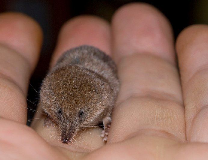 Etruscan shrew Etruscan Shrews Will Blow Your Mind Featured Creature