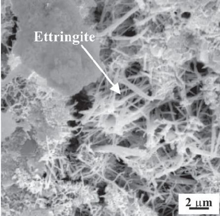 Ettringite SEM micrograph of ettringite crystals in SM mortar after Figure