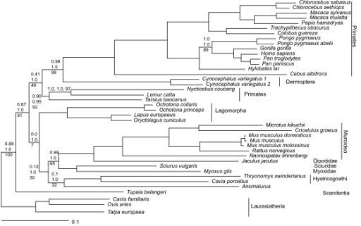 Euarchontoglires Relationships within Euarchontoglires inferred from Bay Openi