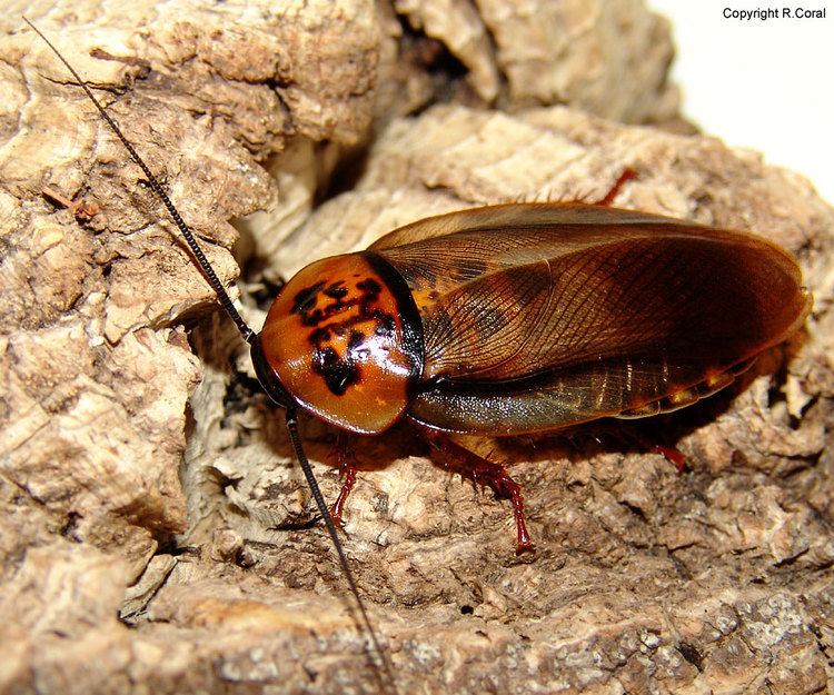Eublaberus Eublaberus posticus insectgeeks Cockroach Photo Gallery Allpet