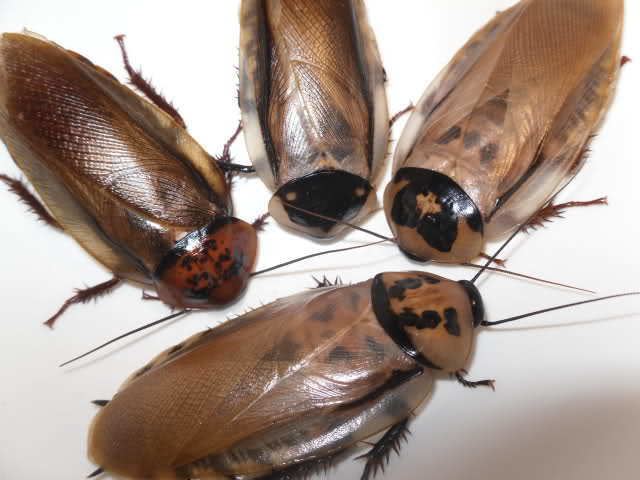 Eublaberus Eublaberus sp Comparison Cockroach Photo Gallery Allpet
