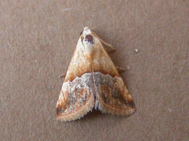 Eublemma Eublemma parva African Moths