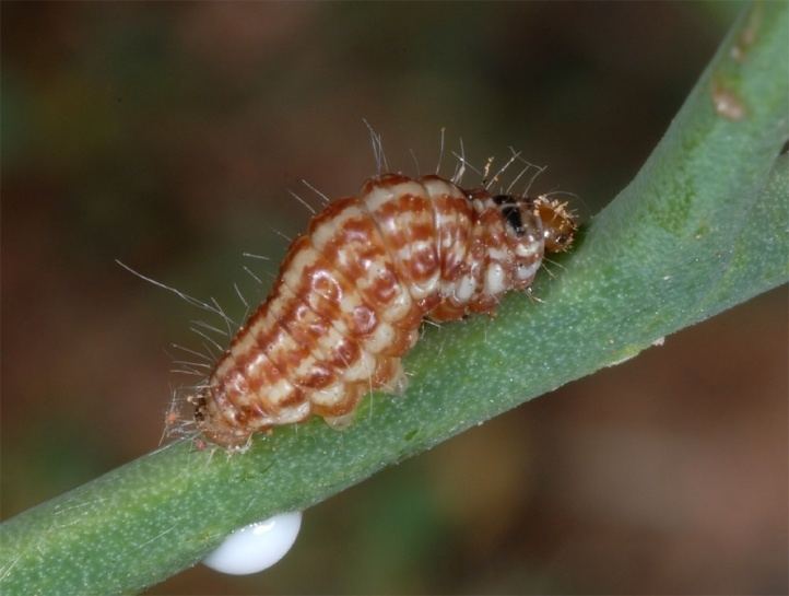 Eublemma European Lepidoptera and their ecology Eublemma cochylioides