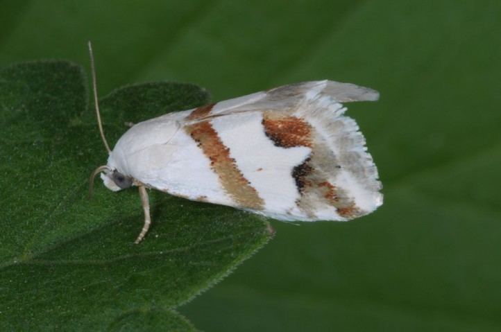 Eublemma European Lepidoptera and their ecology Eublemma candidana