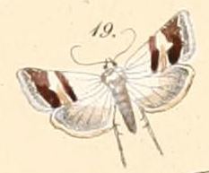 Eublemma ornatula