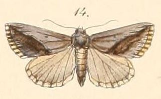 Eublemma squamilinea