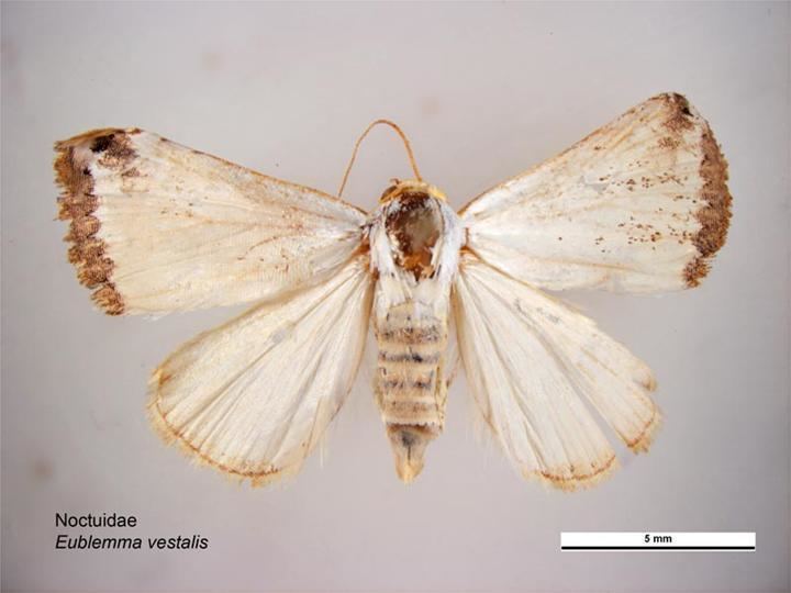 Eublemma vestalis