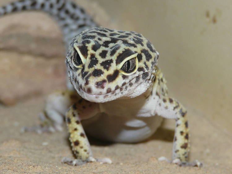 Eublepharis Leopard gecko Eublepharis macularius ZooChat