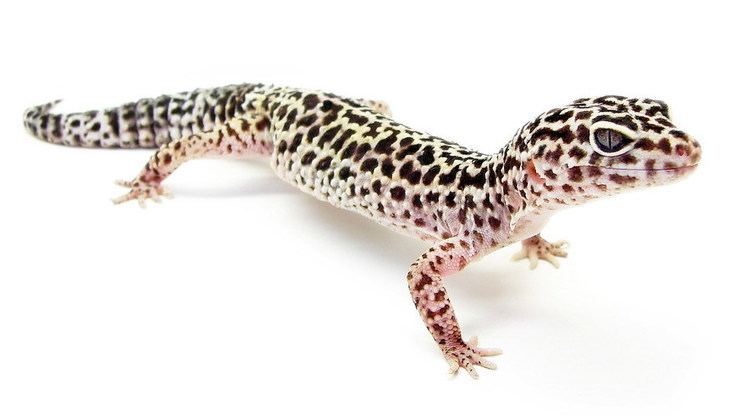 Eublepharis Eublepharis macularius Leopard gecko Cyrtodactylus macularius