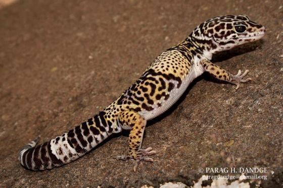 Eublepharis fuscus Indian fattailed gecko photo Reptarium