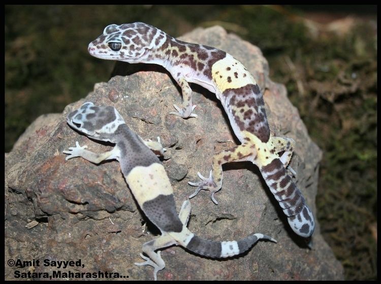 Eublepharis fuscus The leopard gecko Eublepharis fuscus