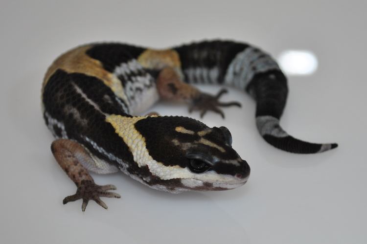 Eublepharis hardwickii Cambridge Gecko Leopard Gecko Collection