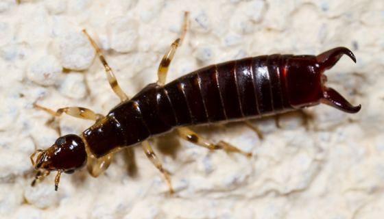 Euborellia Earwig Euborellia annulipes Euborellia annulipes BugGuideNet