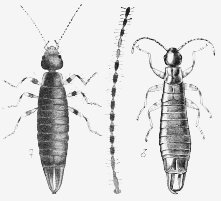 Euborellia Ringlegged earwig Wikipedia