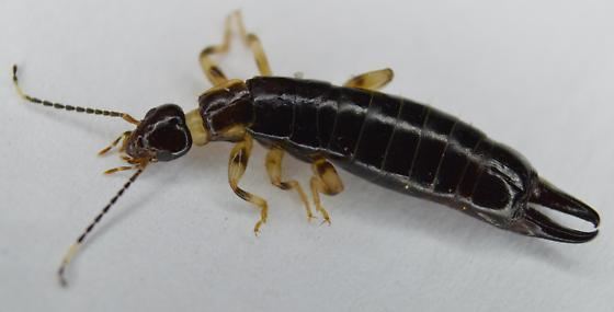 Euborellia Ringlegged Earwig Euborellia annulipes BugGuideNet