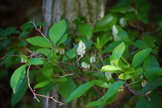Eubotrys racemosa Eubotrys racemosa Swamp Doghobble Discover Life
