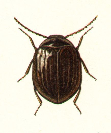 Eubriinae