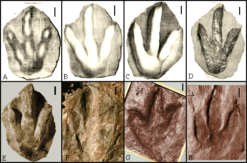 Eubrontes Eubrontes