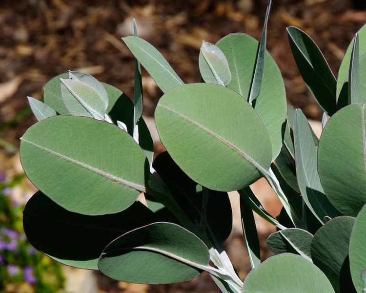Eucalyptus × tetragona GardensOnline Eucalyptus pleurocarpa syn Etetragona