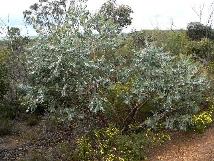 Eucalyptus × tetragona Tallerack ExplorOz Wildflowers