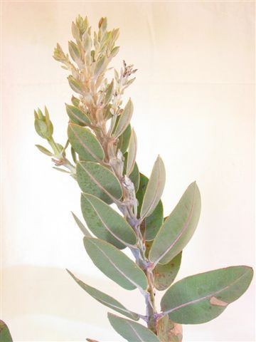 Eucalyptus × tetragona Eucalyptus pleurocarpa Australian Native Plants Plants 800701