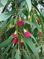 Eucalyptus httpsuploadwikimediaorgwikipediacommonsthu