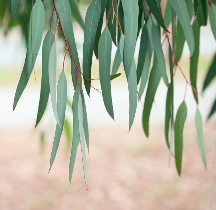 Eucalyptus Eucalyptus What are the health benefits Medical News Today